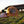 Range Creek Outfitter - Buck Snapback Hat